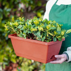 Vegetable Planter